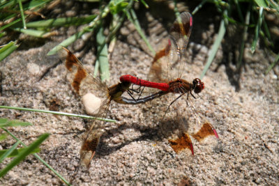 Accouplement de symptres rouge sang - Sympetrum sanguineum's mating