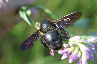 L'abeille charpentiere ( xylocopa violacea) est une grande abeille (25  30mm) solitaire peu agressive