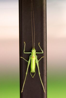 Nymphe de criquet -  Nymph of bush cricket (Thanks to Yvan for this info)