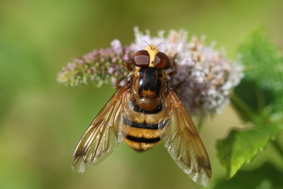 Volucelle butinant (Volucella inanis)
