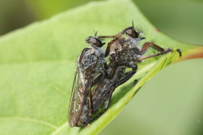 Accouplement de mouches a moustache (Dioctria rufipes) - Flies mating
