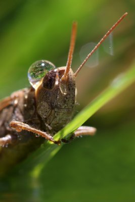 Sauterelles - Grasshopper