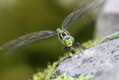 Aeshna cyanea - Aeschne bleue