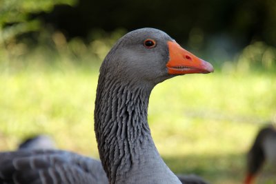 IMG_0981