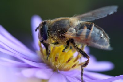 abeille en plein travail de butinage