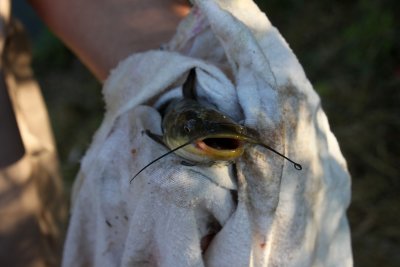 J'ai un beau noeud  ma moustache!... - Have a node  on my moustache!...