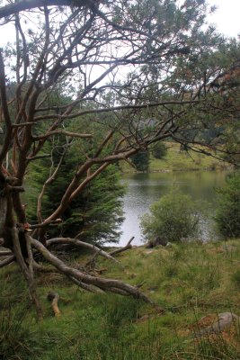 Situated at an altitude of 1066 meters, it's the highest lake of the Vosges mountains