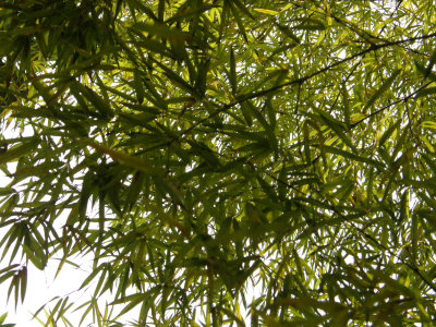 Bamboo's leaves