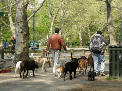 La promenade des chiens - Dogs walking