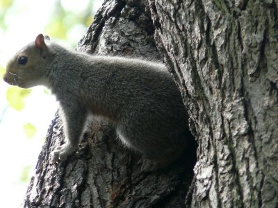 Eastern gray Squirrel