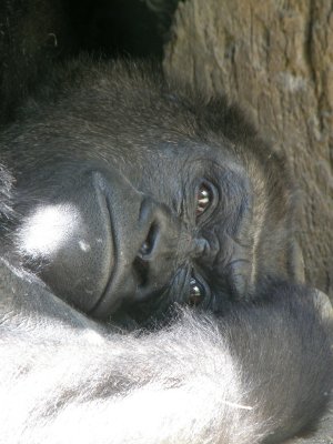 L'heure de la sieste