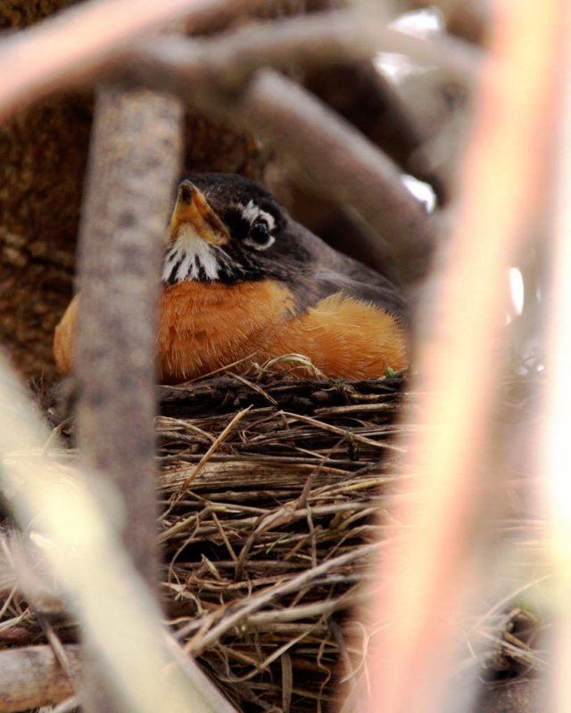 MOMMY WATCHING HER EGGS