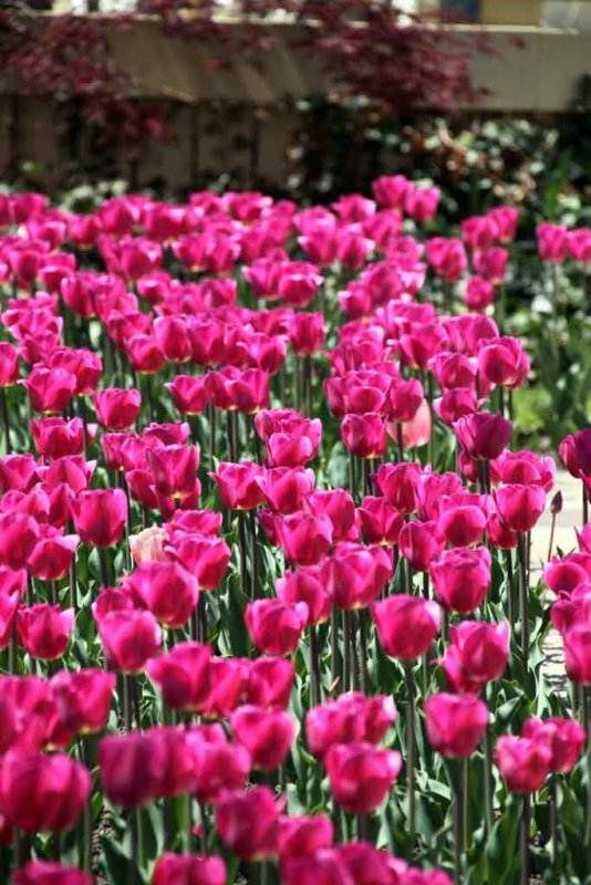 AHHH ... SPRING IS IN THE AIR - FINALLY!!