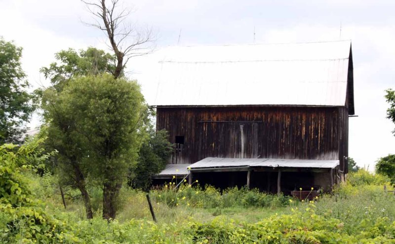 OVER GROWN BARN