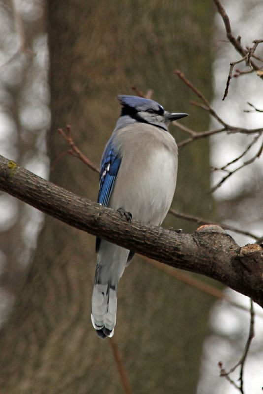 BLUE JAYS IN WINTER