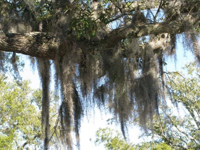 CLOSE UP OF SPANISH MOSS