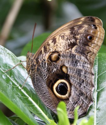 BLUE MORPHO