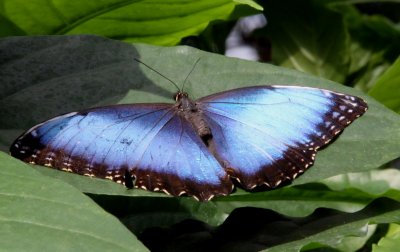 BLUE MORPHO