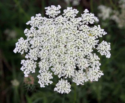 QUEEN ANN'S LACE