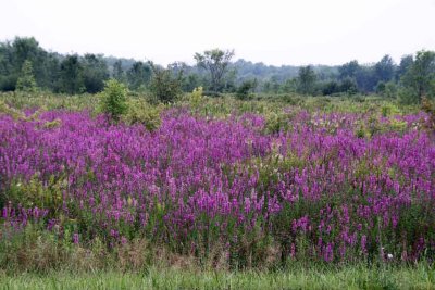 PURPLE PHLOX