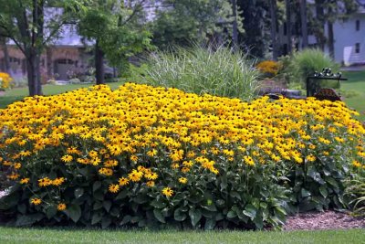 BLACK EYED SUSANS