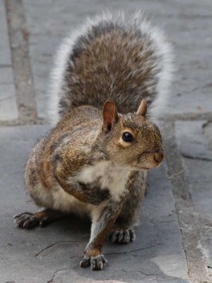 HEY BUDDY ... CAN YOU SPARE A NUT?