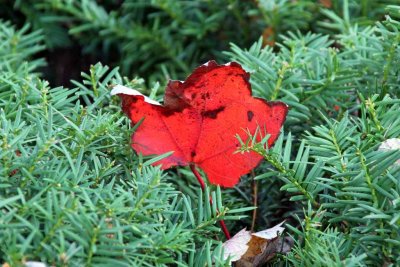 RED & GREEN