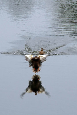 COMING IN FOR A LANDING