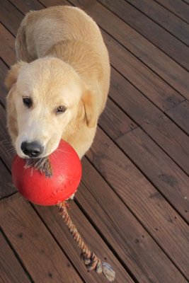 ANYONE WANNA PLAY BALL??