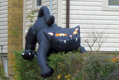 HERE KITTY, KITTY