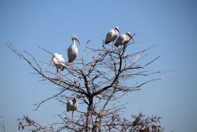 EGRETS SITTING IN A TREE