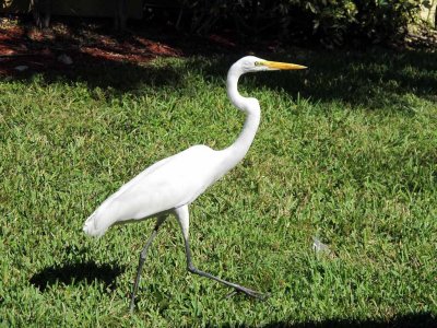 WILDLIFE EVERYWHERE