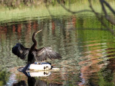 MORE WILDLIFE