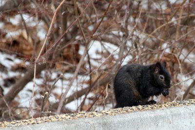 SQUIRRELS IN WINTER