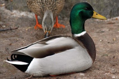 DUCKS IN WINTER