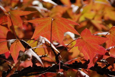 Fall Colors at Courtyards 2007