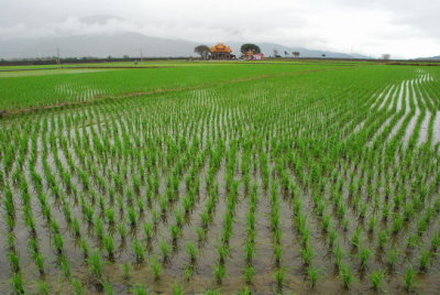 Countryside 花東縱谷