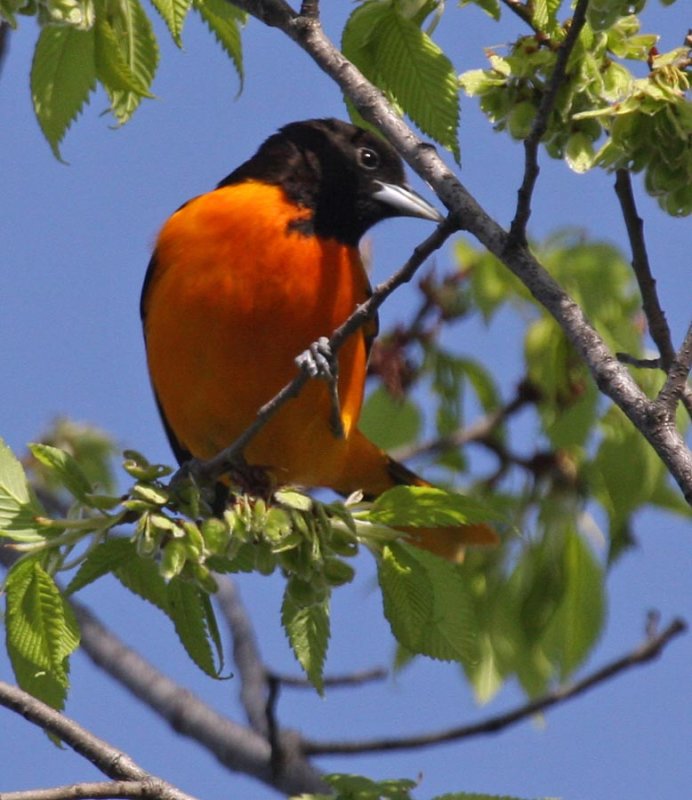 IMG_0068-oriole-900.jpg