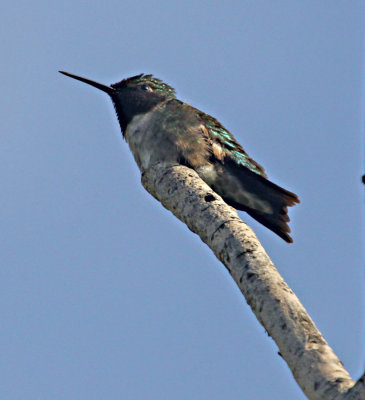 IMG_0080_colibri---900.jpg