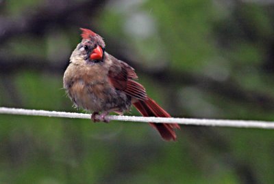 2009 08 29_maison_0002_cardinal--1200.jpg