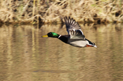 les_2010 11 15_0023--colvert-1000.jpg