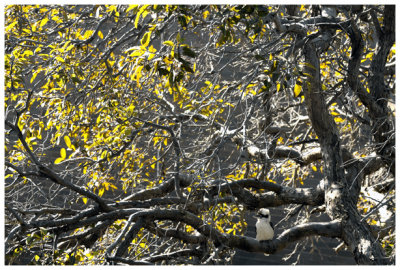 kookaburra sits ...