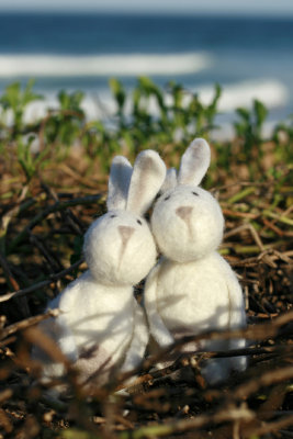 Beach Bunny Love