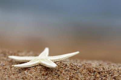 Sea Star