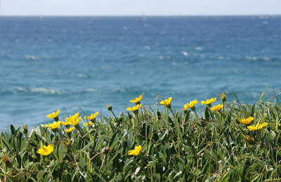 more beach daisies