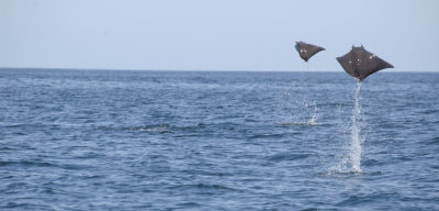 Jumping Rays of Guanacaste NEW!