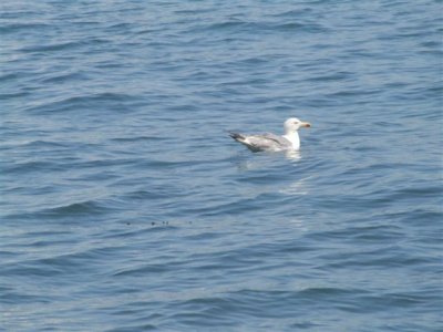 Walking around the island8- local seagull ( shitducks for us ex-pussers)