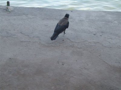 More seabirds