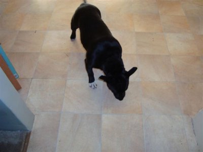 Jazzie hunting flies and Mozzies