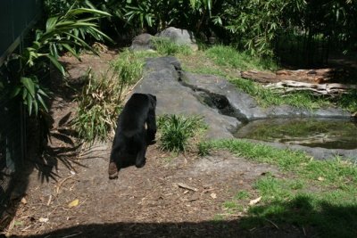 Rescued Sun Bears